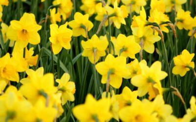 Kevätmessut 2026 tuo kevään Helsingin Messukeskukseen